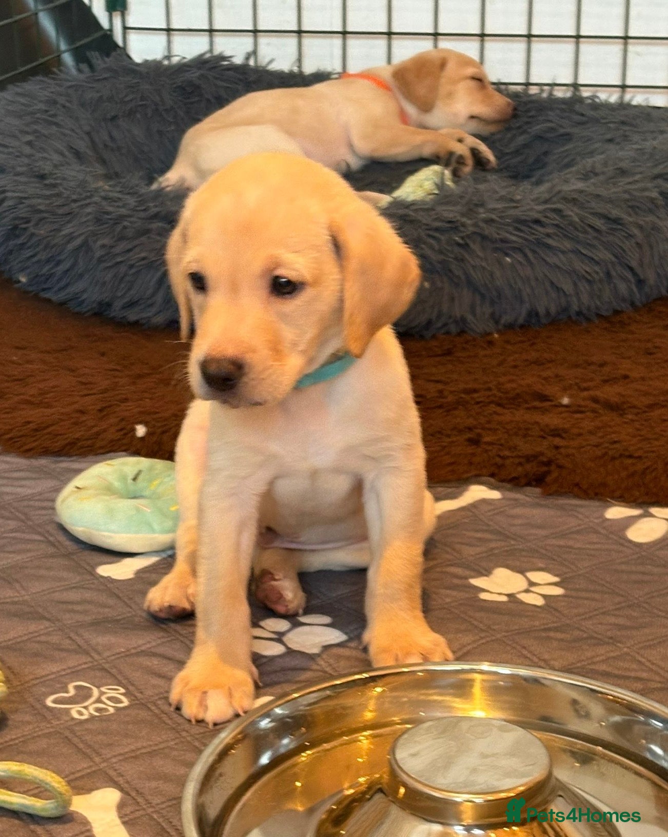 Labrador Retriever dogs KC registered Labrador puppies - Advert 12