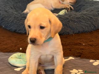 Labrador Retriever dogs KC registered Labrador puppies - Advert 5