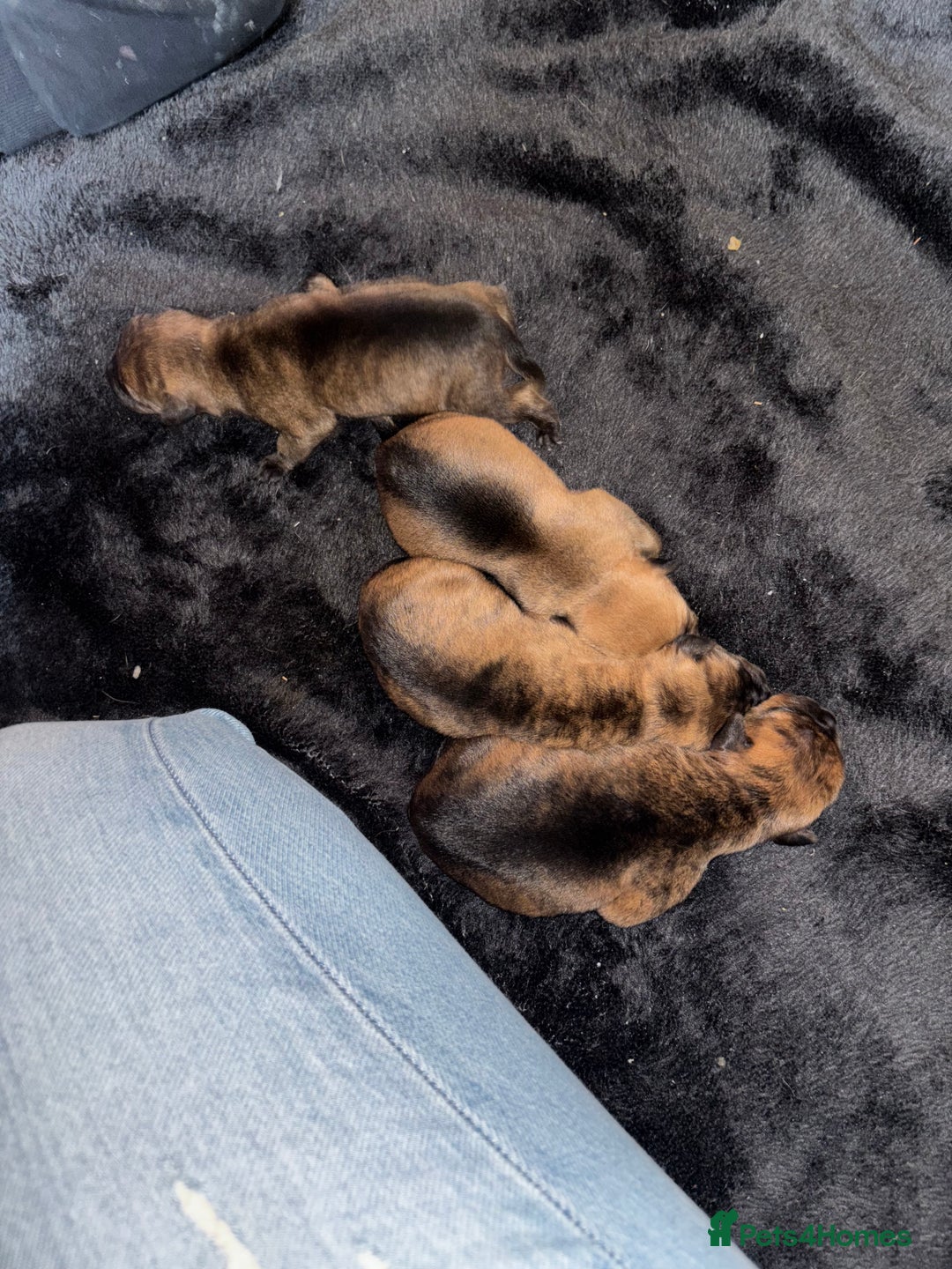 Mixed Breed dogs for sale: Beautiful Rottweiler x bullmastiff puppies - Image 5