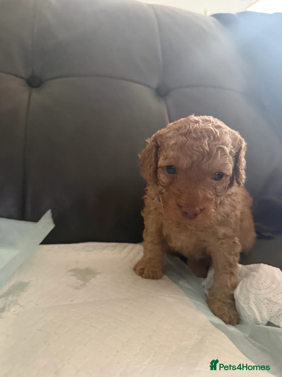 Cavapoo dogs for sale: F1B Cavapoos For Sale - 2 girls left - Advert 2