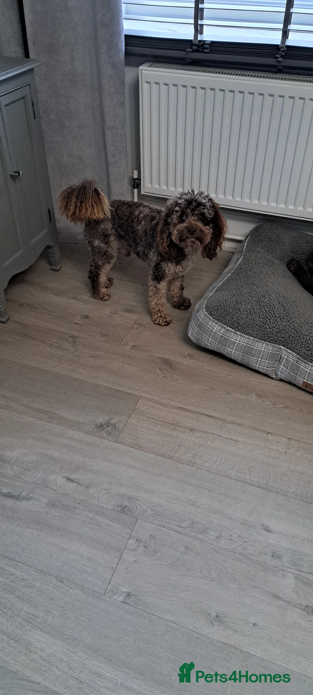 Cockapoo dogs for stud: Cockapoo stud chocolate merle  in Bristol - Advert 3