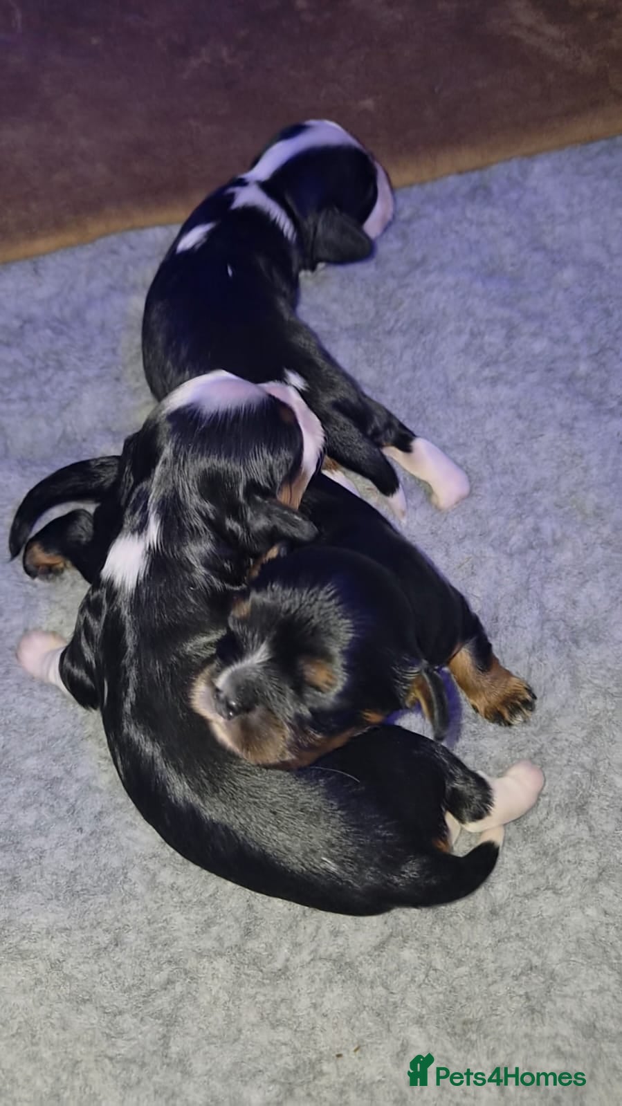 Cavalier King Charles Spaniel dogs Pedigree CKCS  - Advert 1