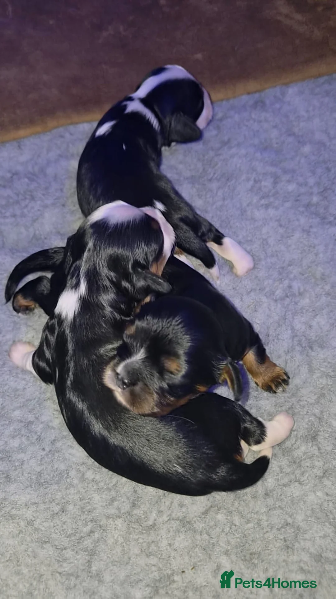 Cavalier King Charles Spaniel dogs for sale: Pedigree CKCS  in Clitheroe - Advert 1