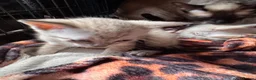 Oriental cats for sale: Only 2 remaining- snow orientals. 1 girl 1 boy - Advert 15