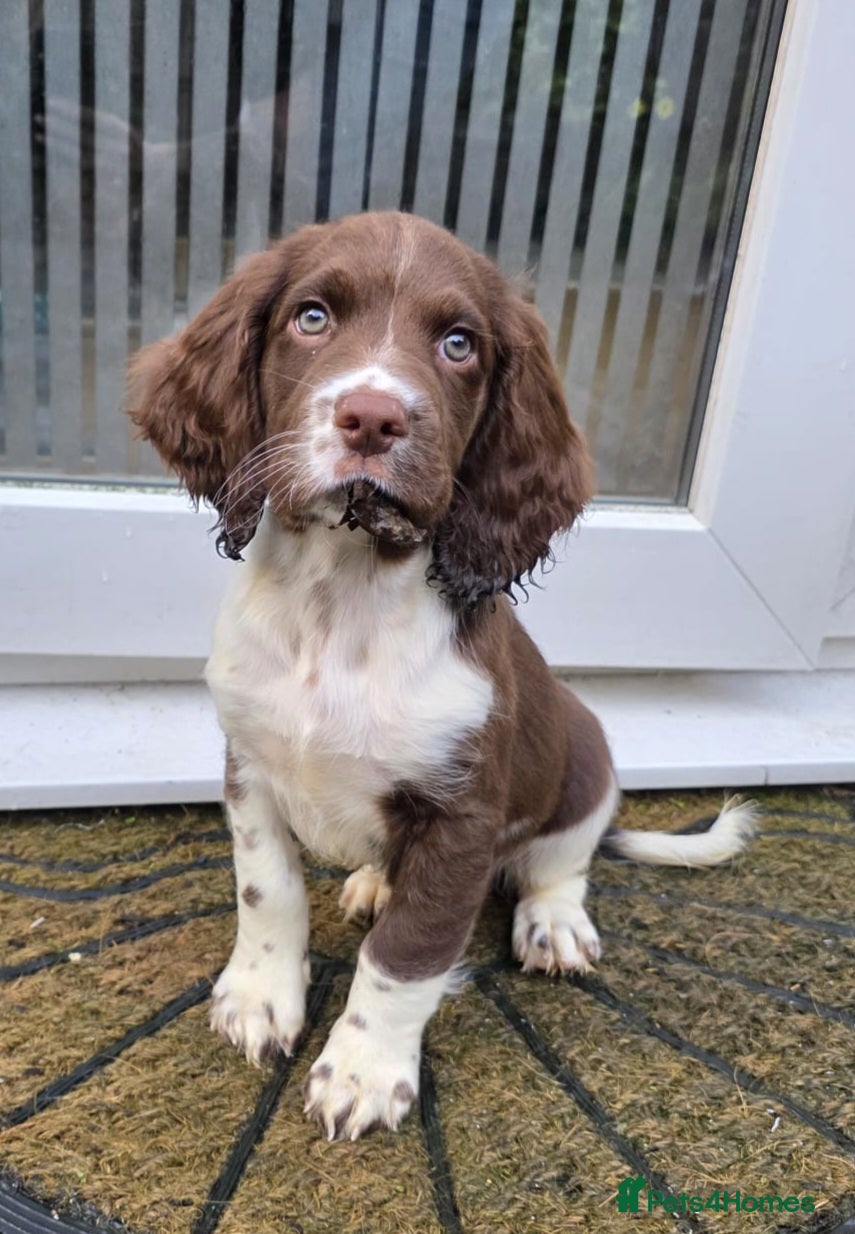English Springer Spaniel dogs Outstanding Home Reared KC 5 ⭐️ Vetted Ready now  - Advert 2
