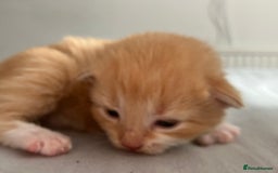 Mixed Breed cats for sale: 5 gorgeous kittens - Image 17