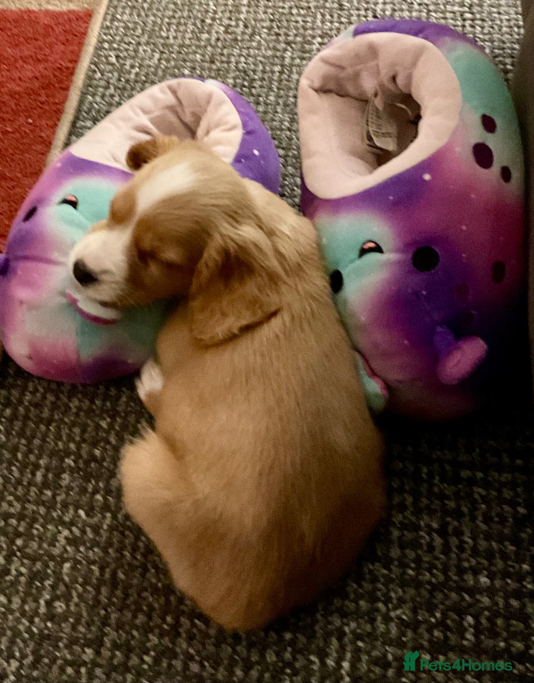 Cockapoo dogs for sale: Cockapoo Bitch 11 weeks old  - Advert 3