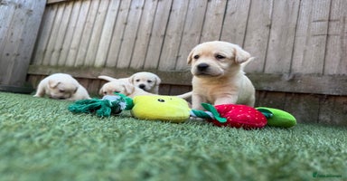 Labrador Retriever dogs - Advert 16