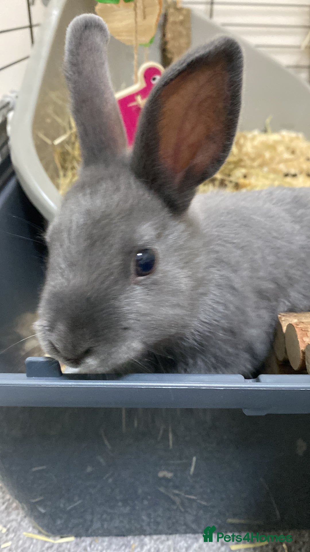 Mixed Breed rabbits for sale: Three beautiful male rabbits - Image 13