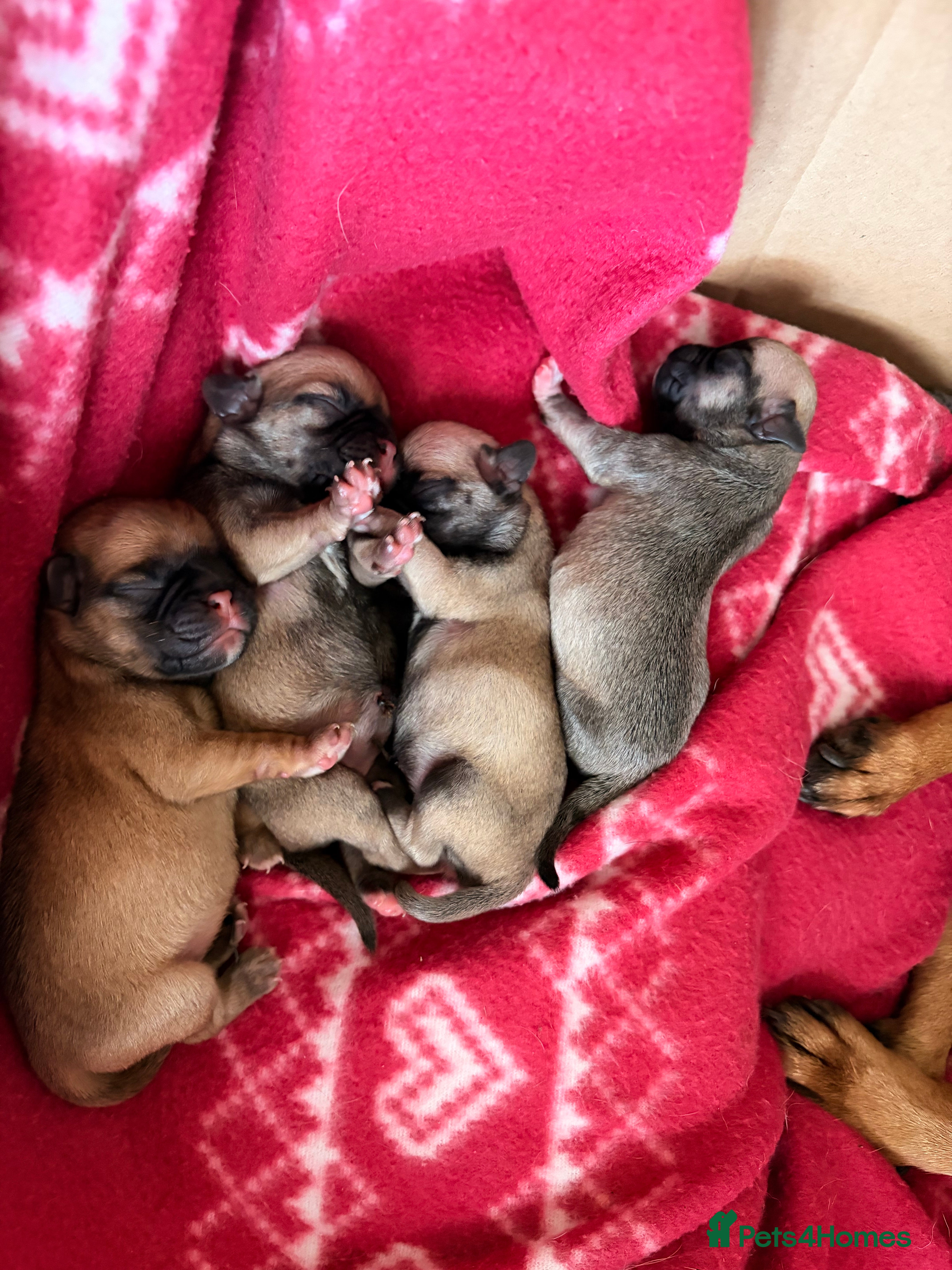 Pugapoo dogs Stunning Pugapoo Puppies – 1 Boy & 3 Girls  - Advert 2