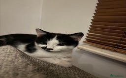 Mixed Breed cats for sale: Kitten MaineCoon cross 10 weeks 1 boy left 🥰🥰🥰 - Image 8