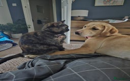 Mixed Breed cats for sale: 3year old tortoiseshell female needs loving home - Image 1