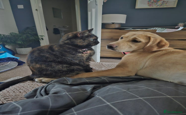 Mixed Breed cats - Advert 4