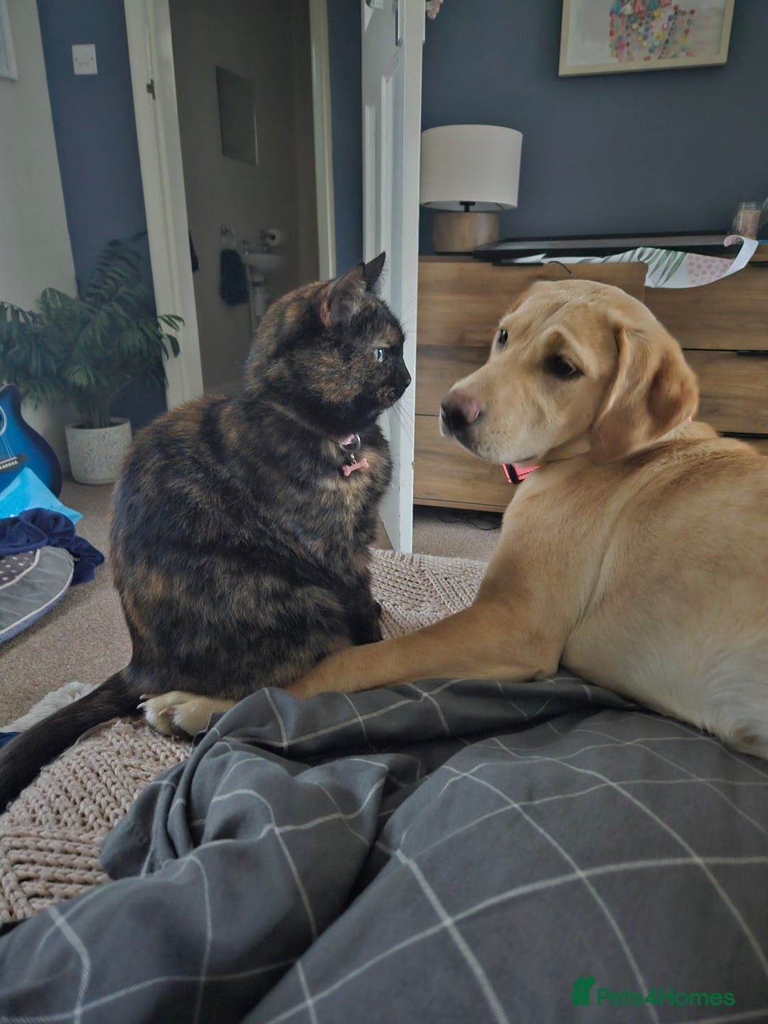 Mixed Breed cats for sale: 3year old tortoiseshell female needs loving home - Image 1