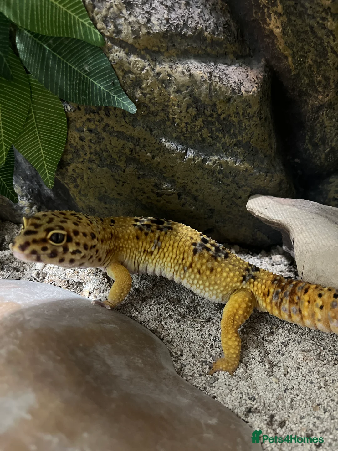 Leopard Gecko reptiles for sale: Male Leopard Gecko - Hypo Orange morph - Advert 3