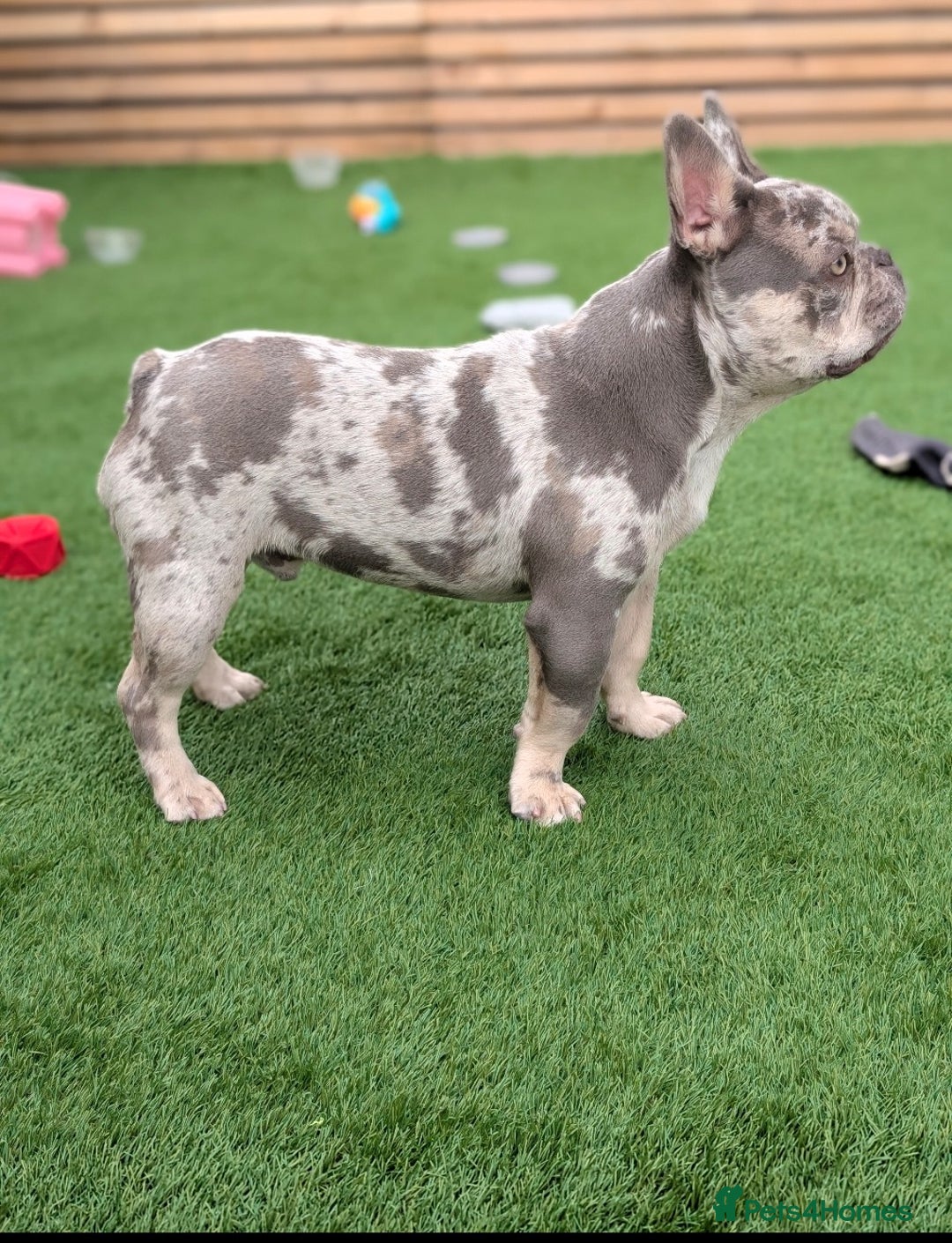 French Bulldog dogs for sale: Beautiful 11 month old merle French Bulldog  - Advert 3