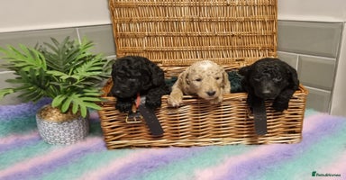 Mixed Breed dogs - Advert 3