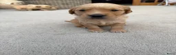 Golden Retriever dogs for sale: Kennel Club Golden Retriever Puppies Health Tested - Advert 21