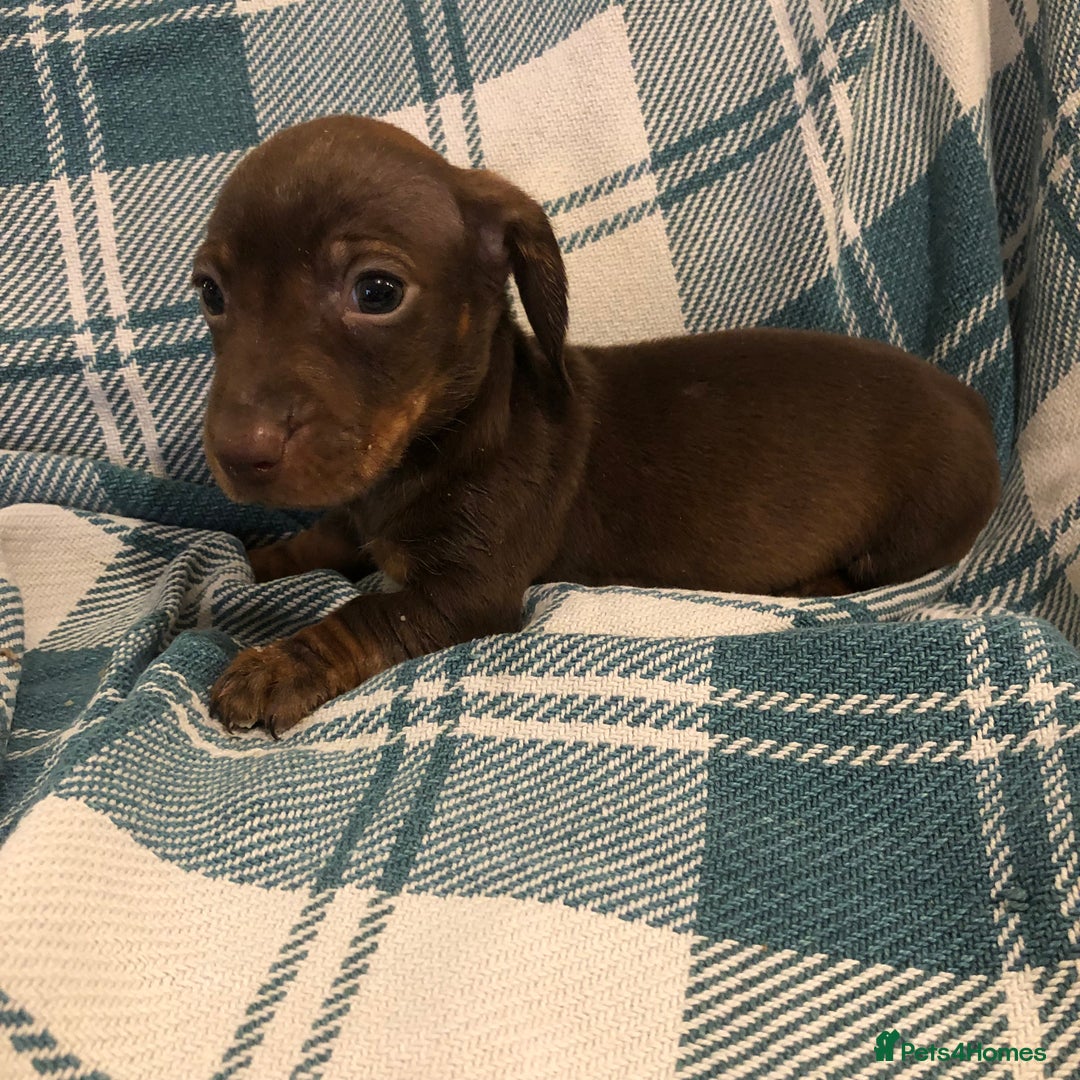 Dachshund dogs for sale: Miniature smooth haired Daschunds  - Advert 3