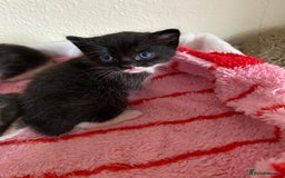 Domestic Shorthair cats for sale: 🐾 3 Beautiful Kittens Looking for Loving 🐾 🐾  - Image 6