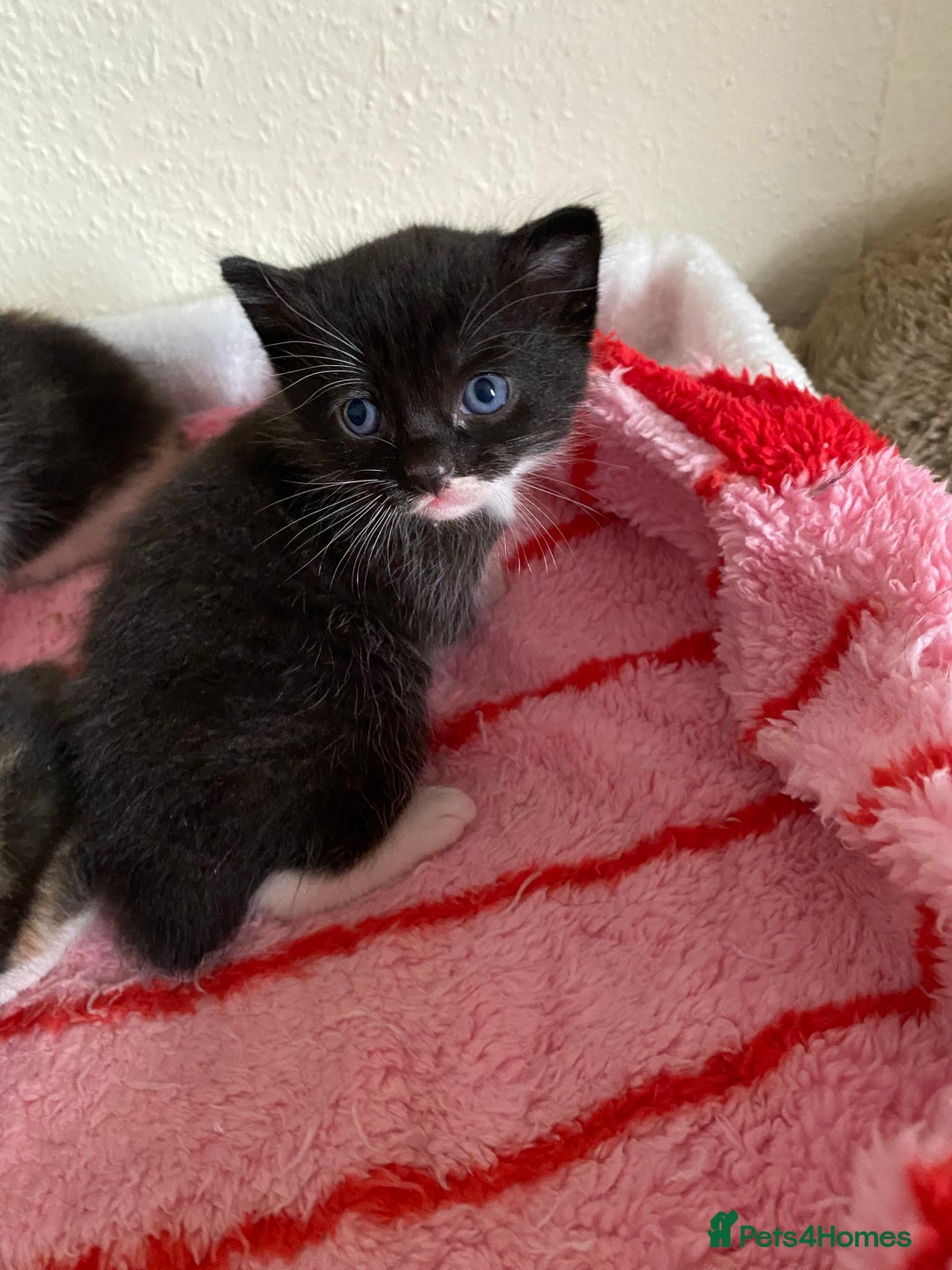 Domestic Shorthair cats for sale: 🐾 3 Beautiful Kittens Looking for Loving 🐾 🐾  - Image 6