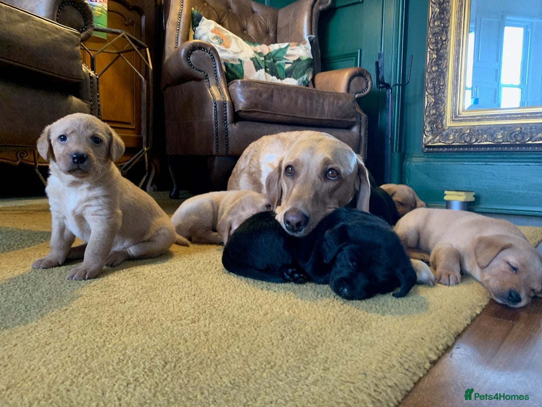 Labrador Retriever dogs for sale: Beautiful Kc registered Royal bloodline Labrador  - Advert 20