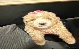 Mixed Breed dogs for sale: 4 little ones looking for a new home ❤️🩵💙 - Image 5