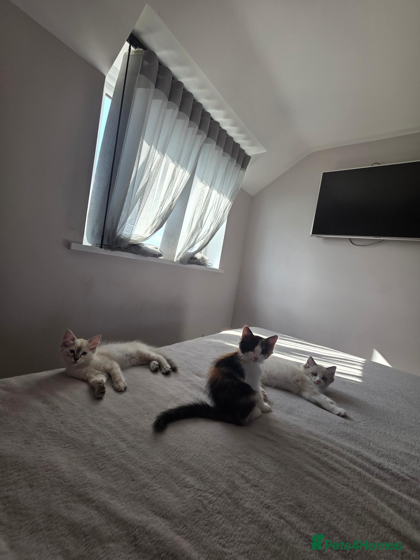 Mixed Breed cats Ragdoll mix - Advert 2