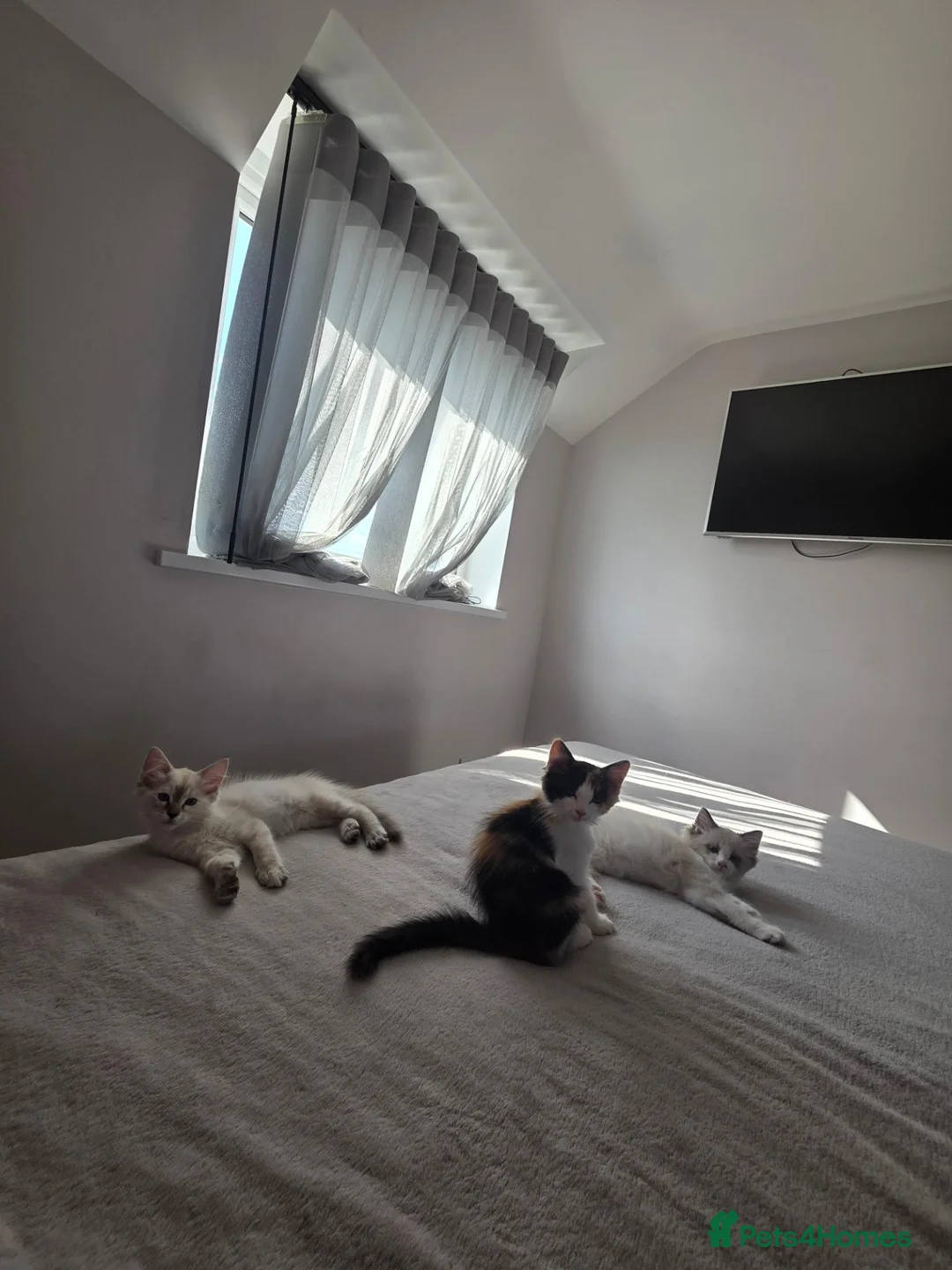 Mixed Breed cats for sale: Ragdoll mix - Advert 2