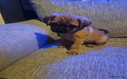 Mixed Breed dogs for sale: Mixed breed pups  - Image 2