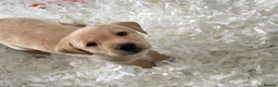 Labrador Retriever dogs for sale: Stunning Litter of Yellow Labradors - Advert 3