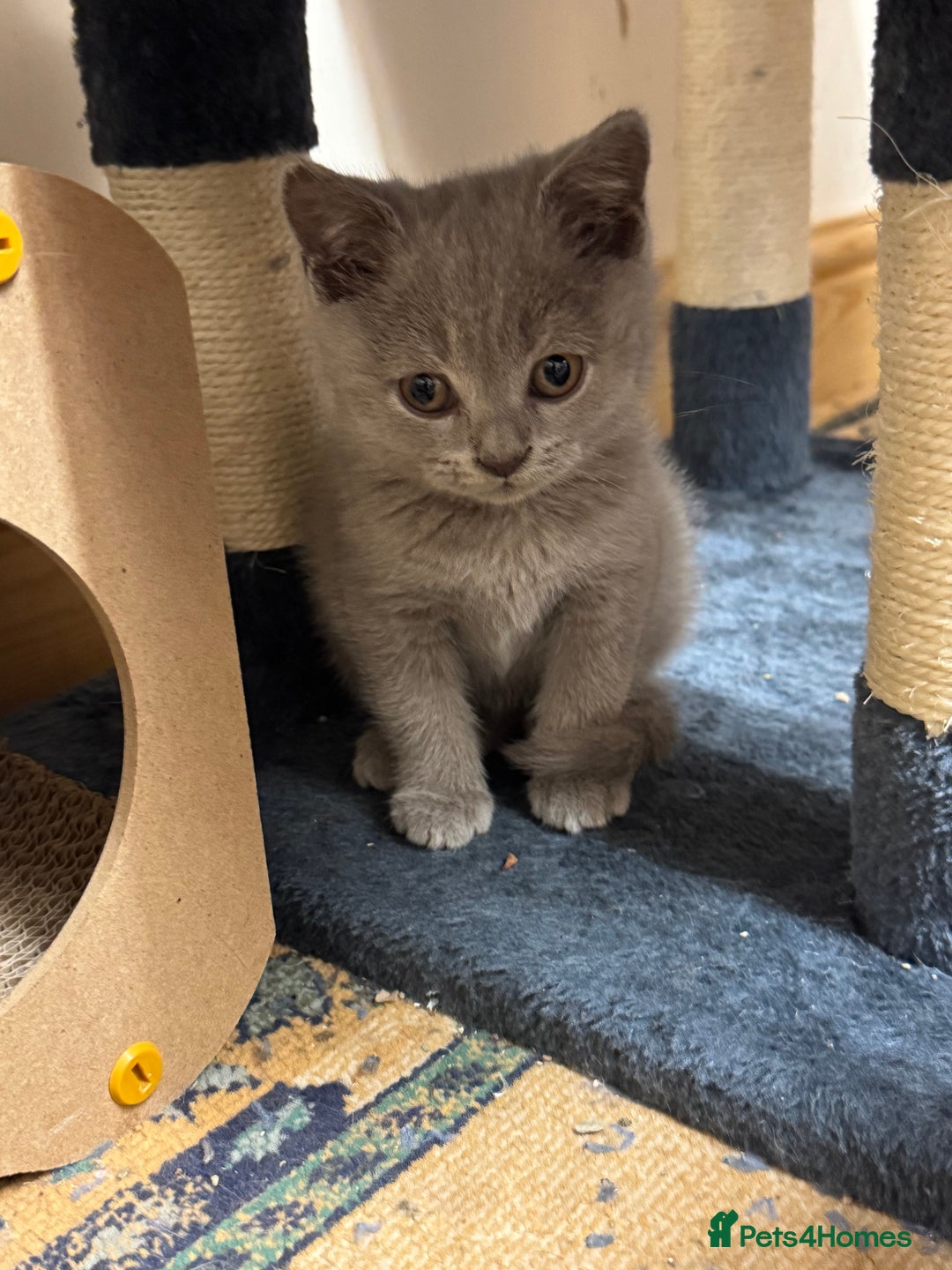 British Shorthair cats for sale: Incredible GCCF British shorthaired kittens  - Image 10