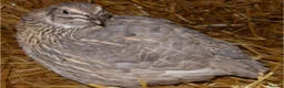 Quail poultry for sale: Male quail looking for a good home - Advert 1