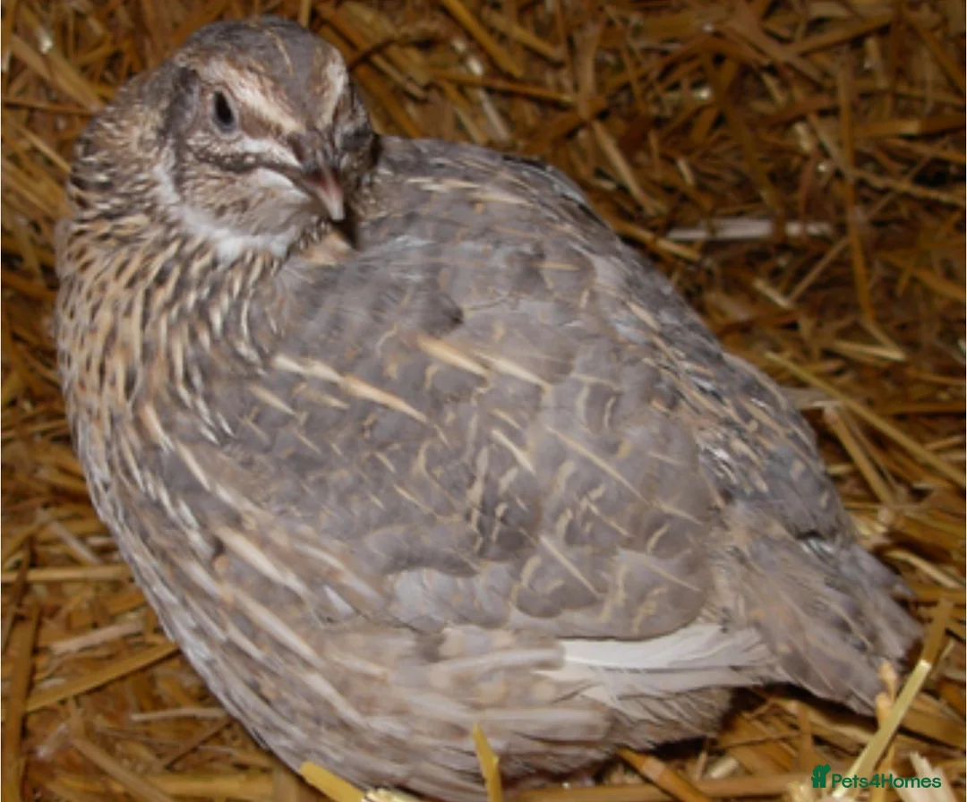 Quail poultry for sale: Male quail looking for a good home - Advert 1