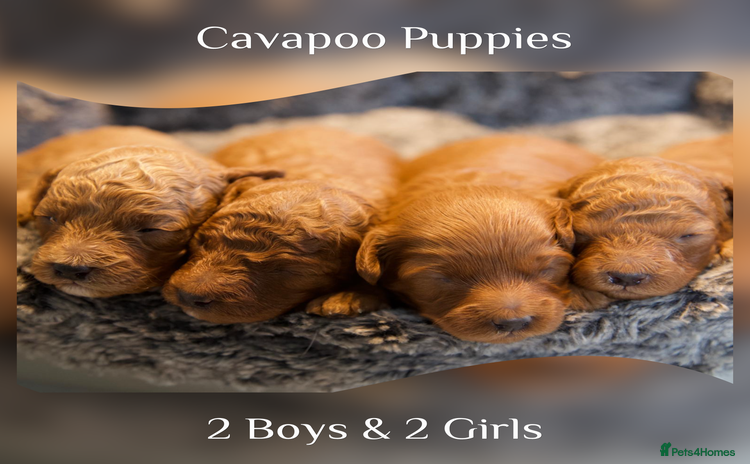 Cavapoo dogs - Advert 3