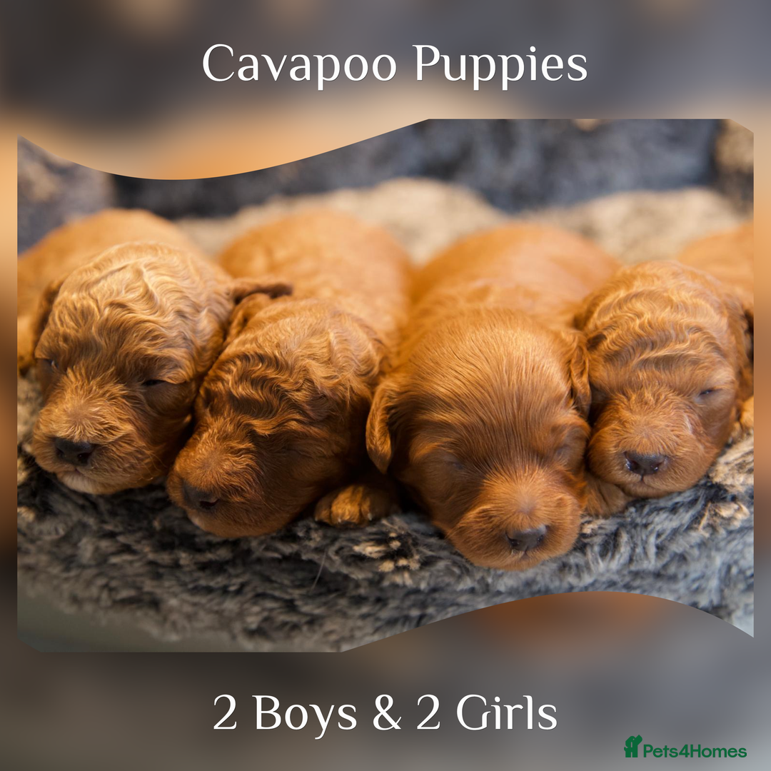 Cavapoo dogs for sale: Gorgeous F1B Fox Red Cavapoo Puppies - Image 1