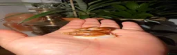 Snails invertebrates for sale: Albino Giant African Land Snails (Achatina Fulica) - Advert 3