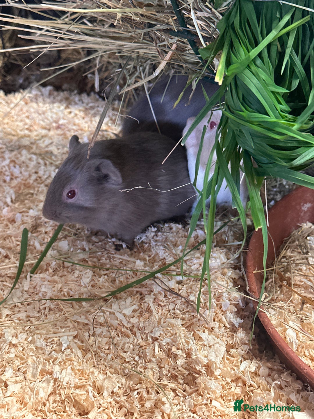 Guinea Pig rodents for sale: Gorgeous baby Guineapigs  - Image 2