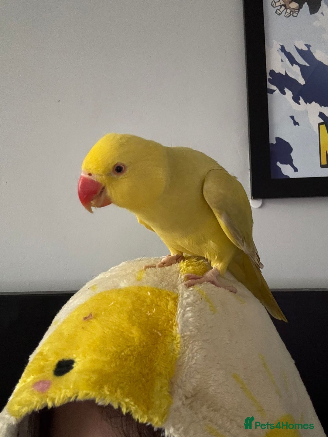 Ringnecks birds for sale: Ringneck for sale - Advert 1