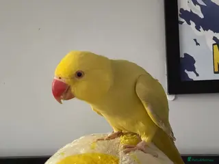 Ringnecks birds Ringneck for sale - Advert 17