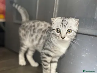 Scottish Fold cats Scottish fold girl - Advert 2