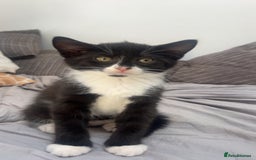 Mixed Breed cats for sale: 3 kittens urgently looking for new home  - Image 27