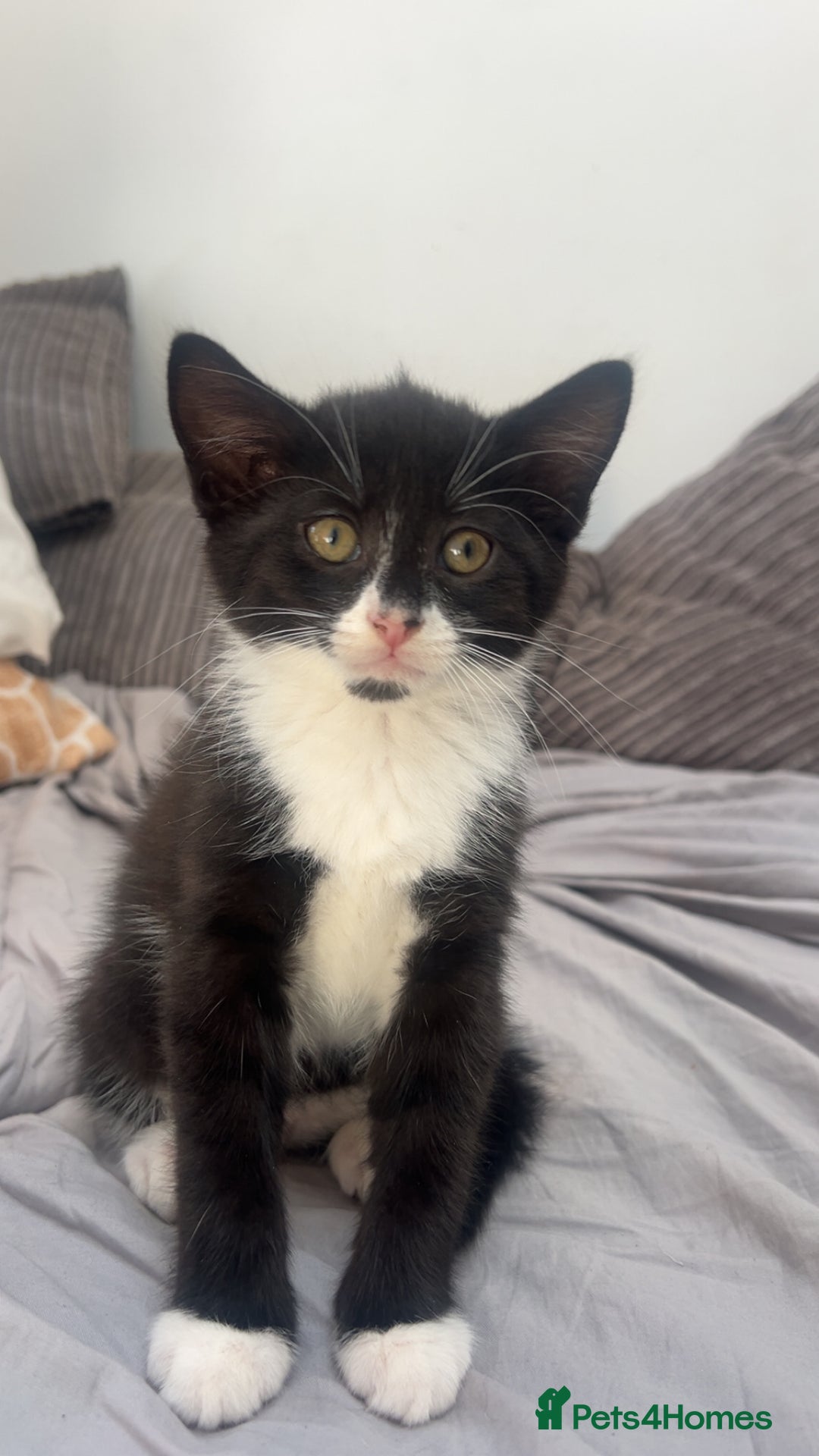 Mixed Breed cats for sale: 3 kittens urgently looking for new home  - Image 27