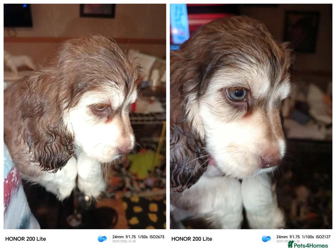 Cocker Spaniel dogs for sale: Cocker spaniel puooys - Advert 11