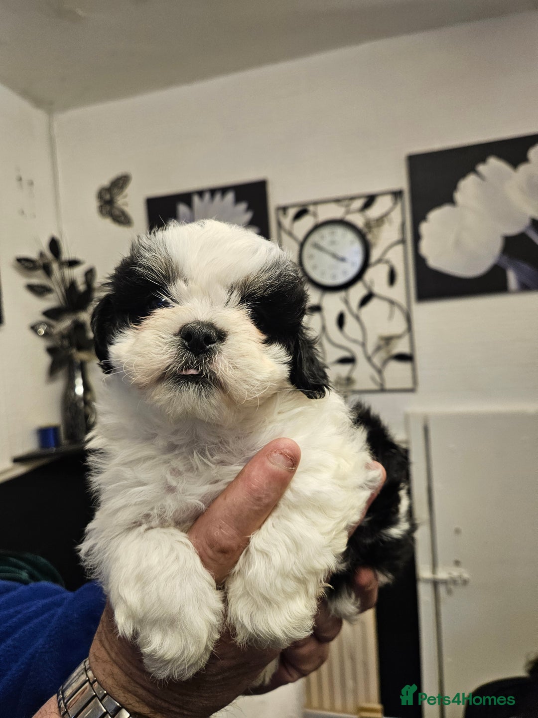 Mixed Breed dogs for sale: Jackallhapso - Advert 13