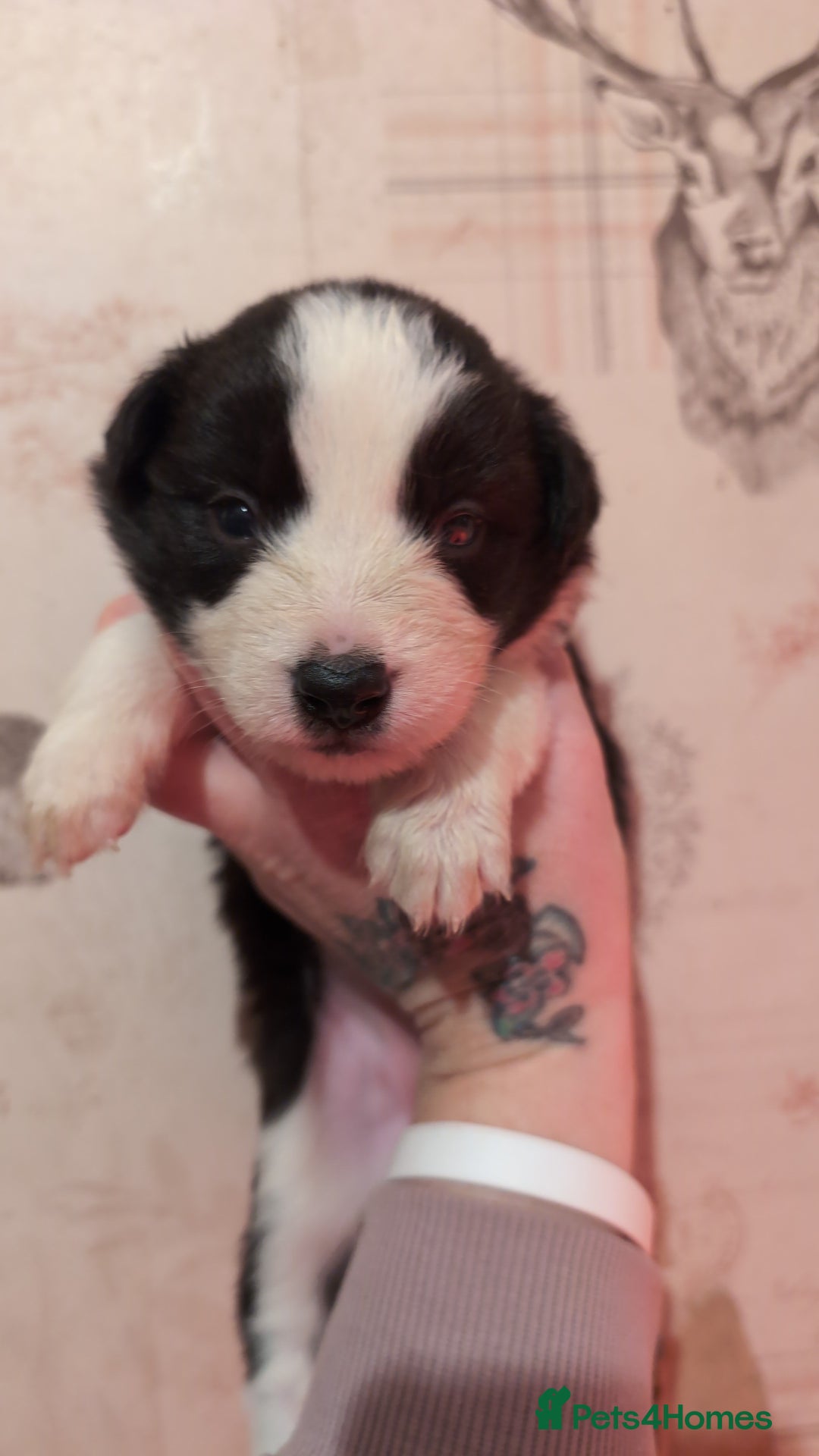 Border Collie dogs for sale: Traditional border collie puppies ready now  - Advert 3
