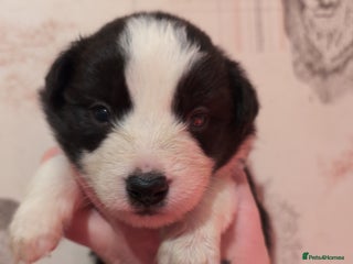 Border Collie dogs Traditional border collie puppies - Advert 8