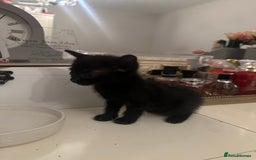 Mixed Breed cats for sale: Mixed Breed kittens - Image 13