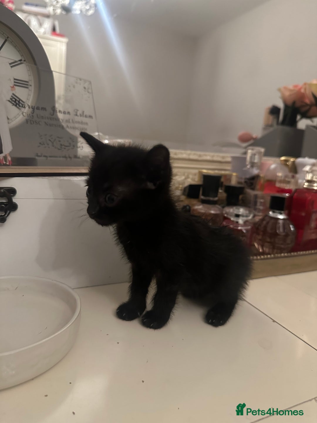 Mixed Breed cats for sale: Mixed Breed kittens - Image 13