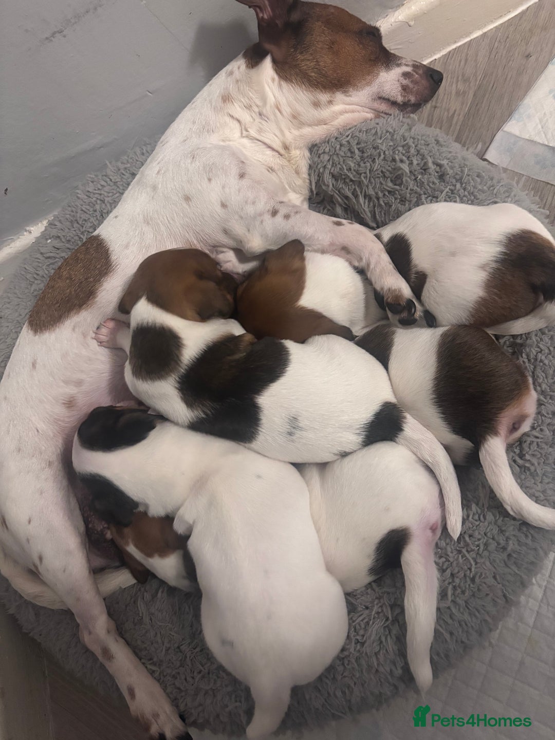 Jack Russell dogs for sale: Jack Russell pups  - Advert 1